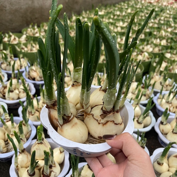 水仙花盆栽室内水养盆栽花卉植物水培好养