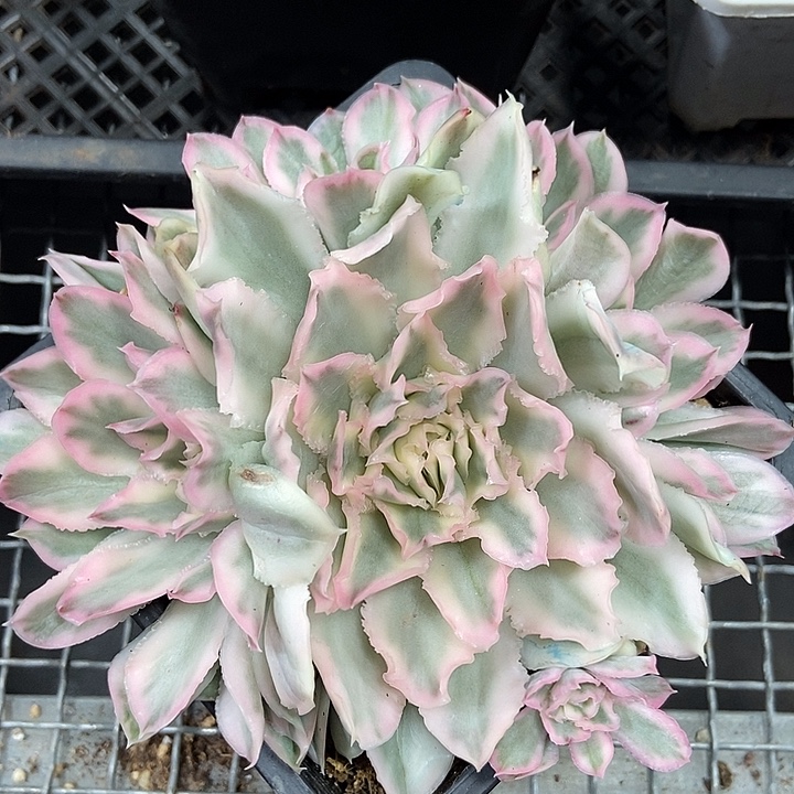 紫蝴蝶锦多肉植物