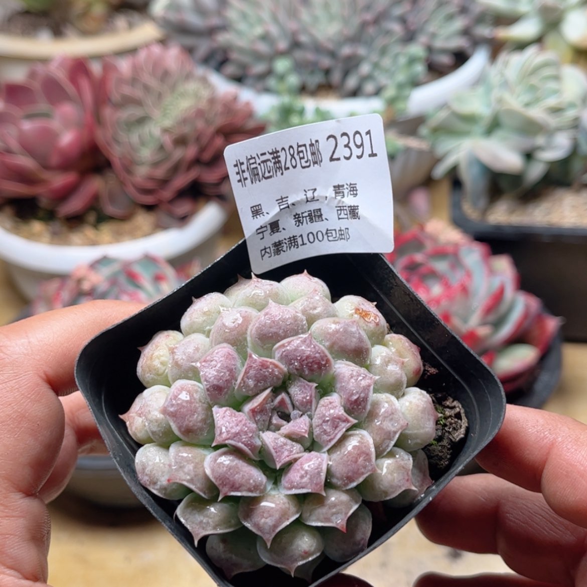 【闪购商品】2391财路