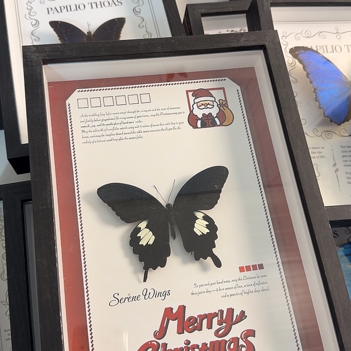 蝴蝶蝴蝶321蝴蝶蝴蝶