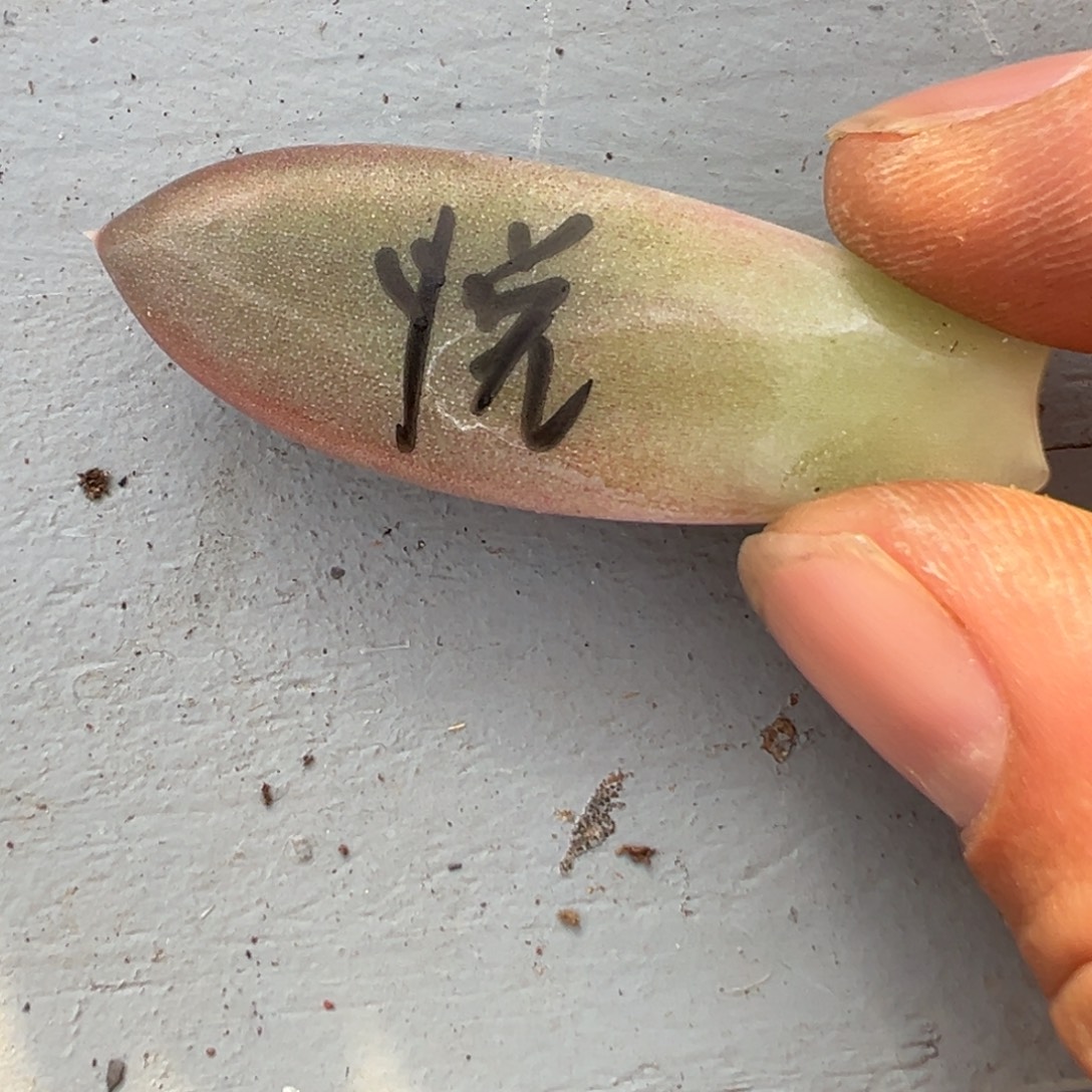 悦***影122222222222222222221121