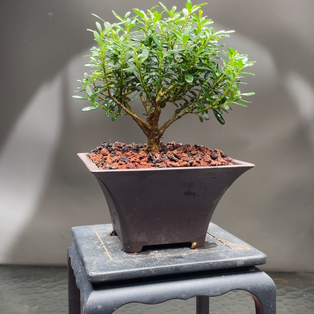 当前无花栽培后可以开花