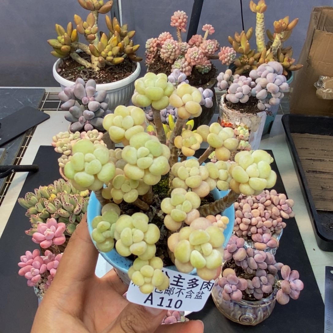 110花朵鱼子酱多肉7cm