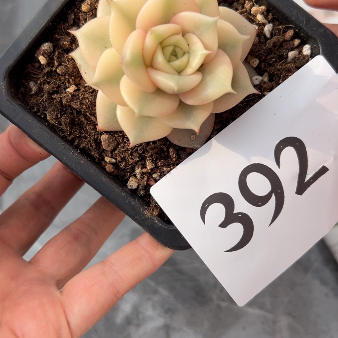 南****392、吃发风风光光vv