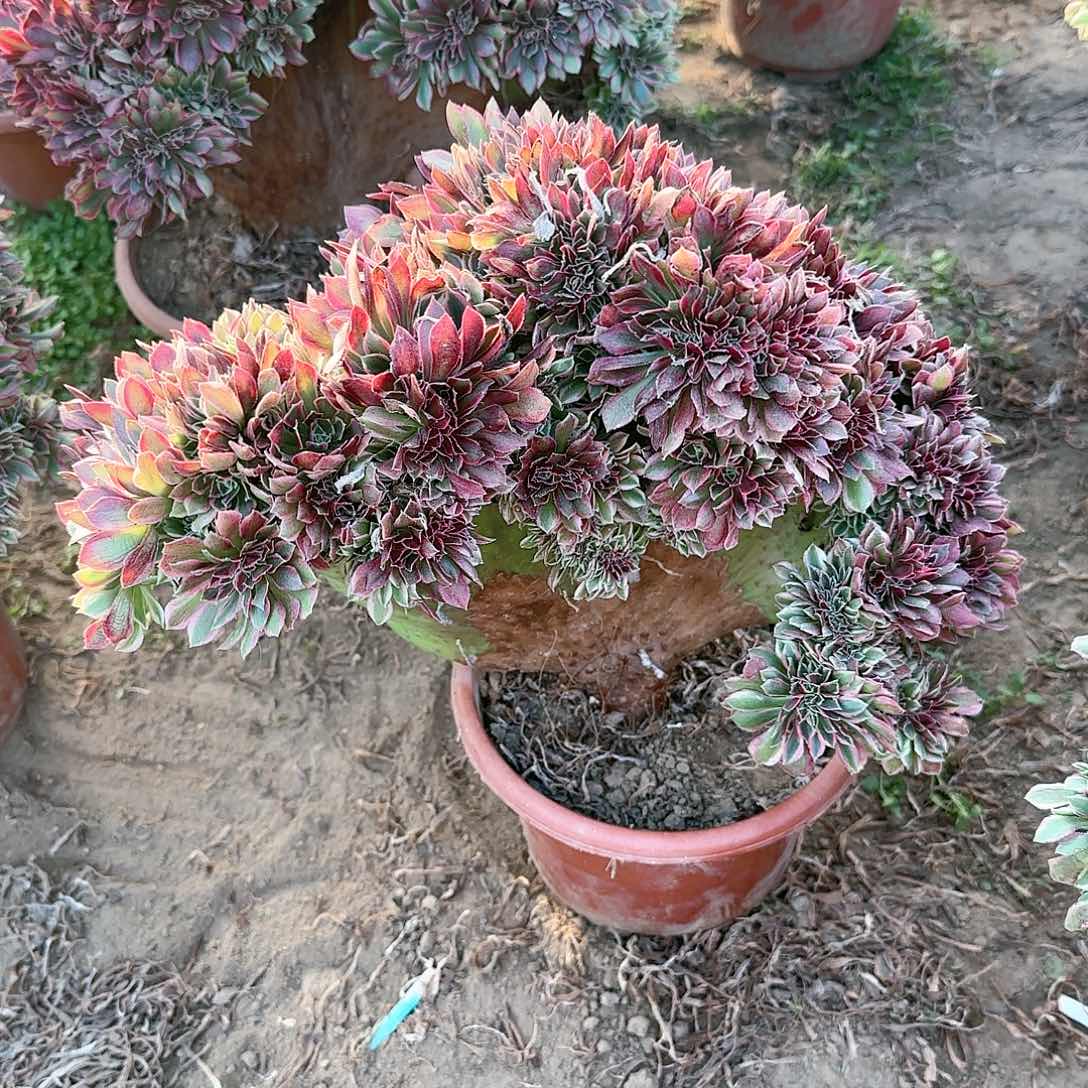 珍**生缀话吞吐发货缀话