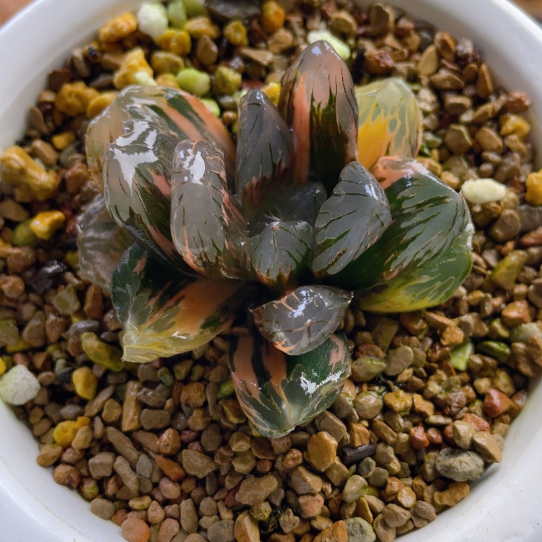 21.十二卷多肉黑水晶玉露锦。     