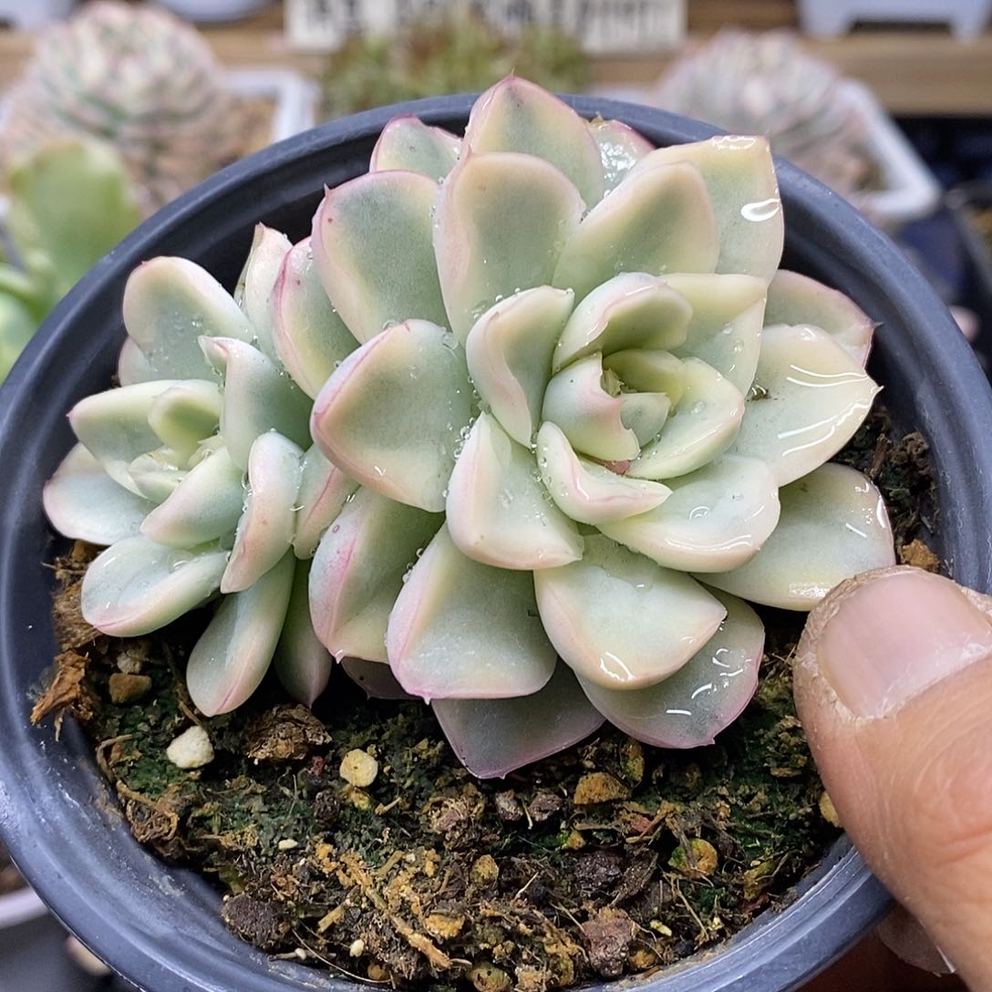 0143 雪鸢覆轮锦双头 需延时发货