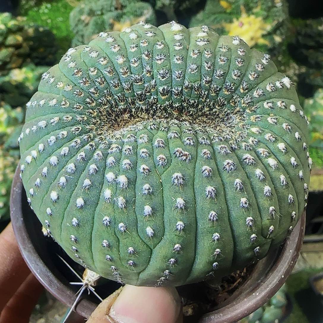 大型士童缀化341