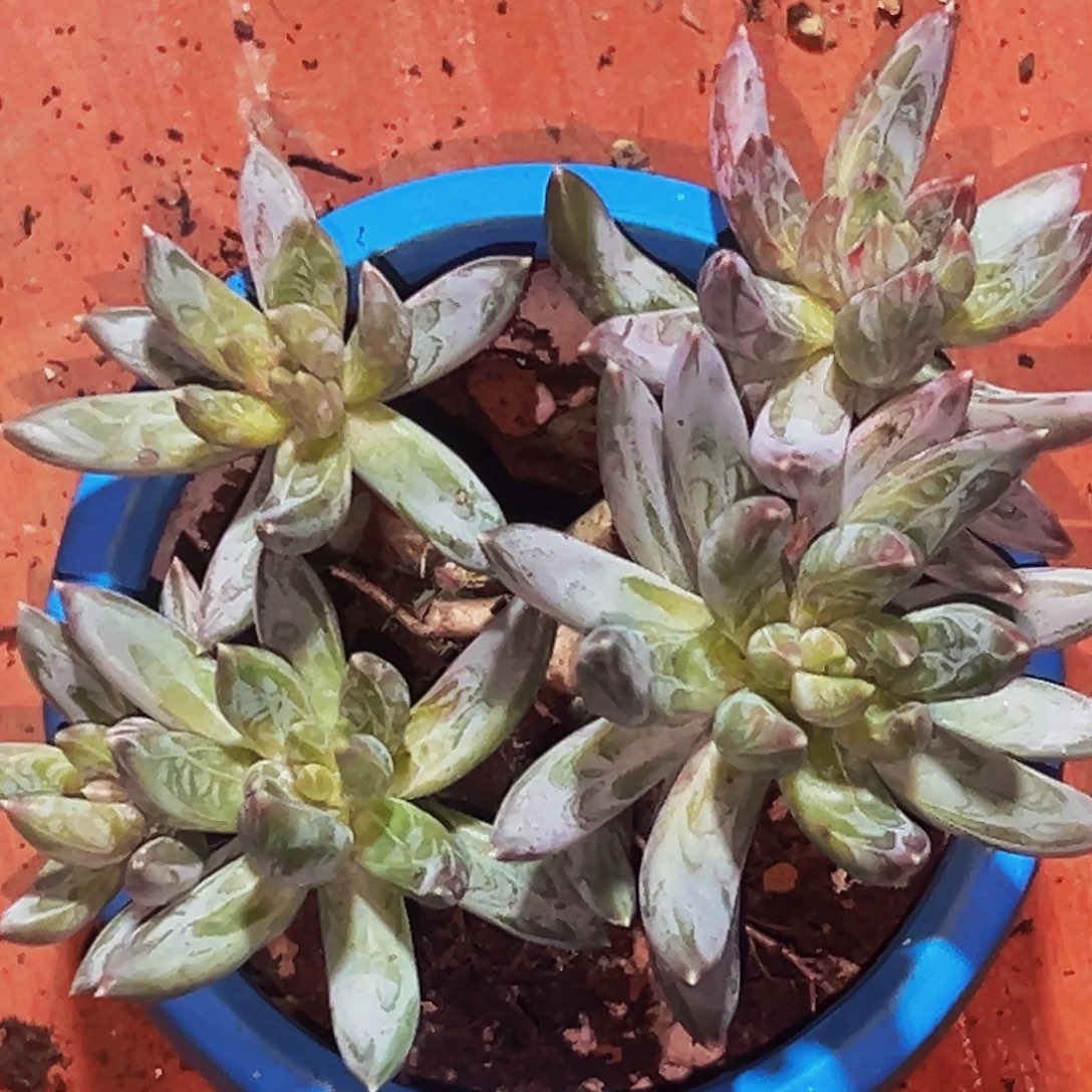 桔云多肉美人精品系列