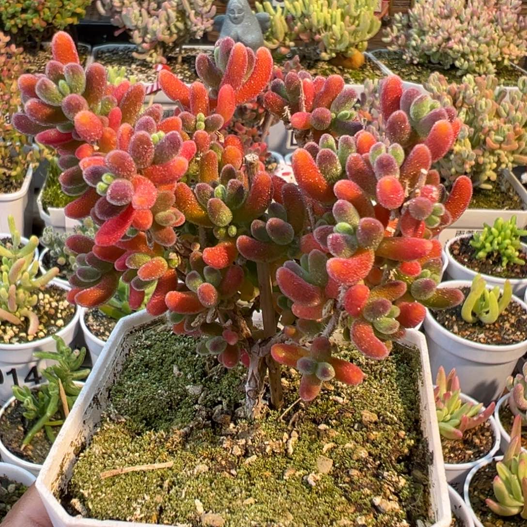 1-459红宝石锦七方盆老桩2年