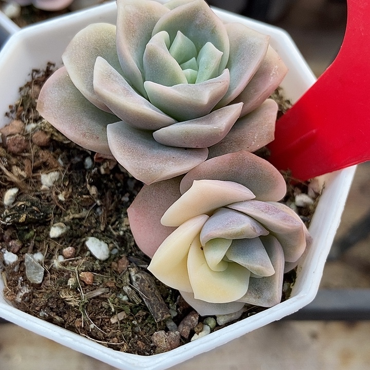 多肉植物玫瑰锦823