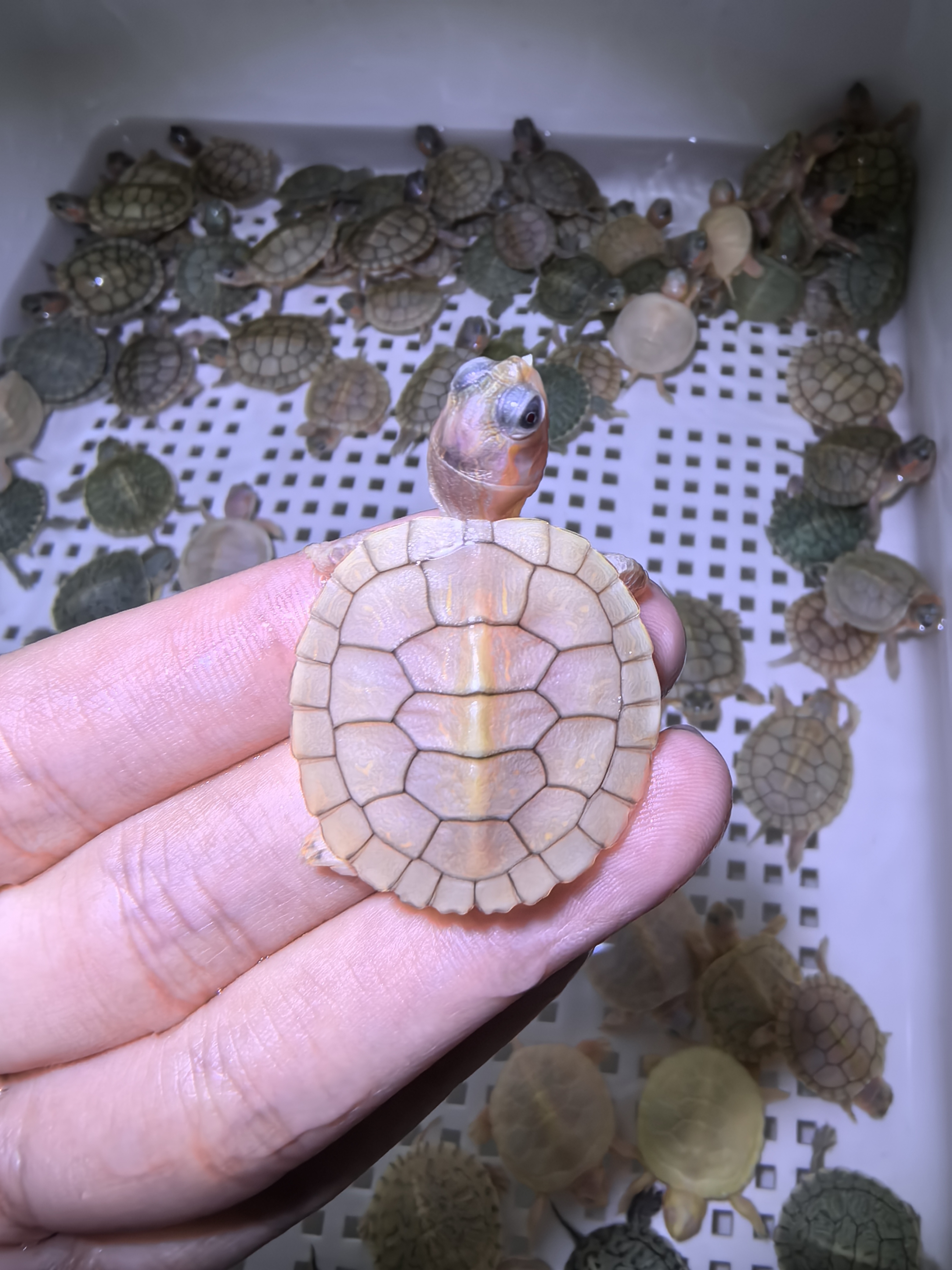 巴西龟果冻 梵高 夜明珠 宠物观赏乌龟