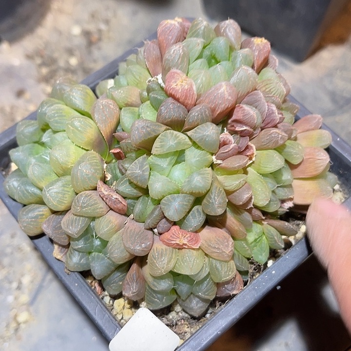 满38包邮2天凑单，脱土晾根发货多肉植物