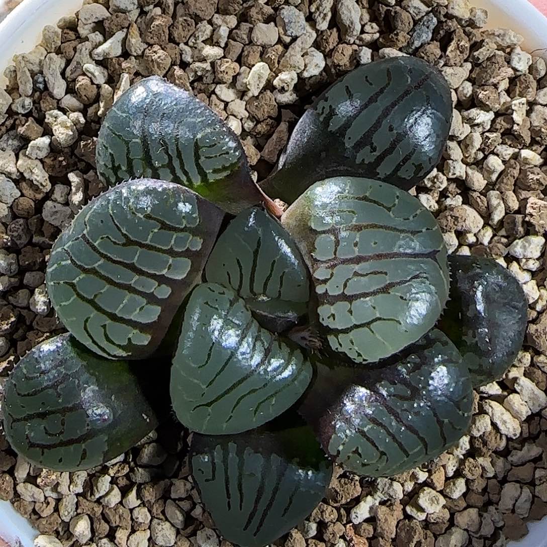 686号水晶魔界优选纹路 6 厘米左右一物一下拍带盆发货