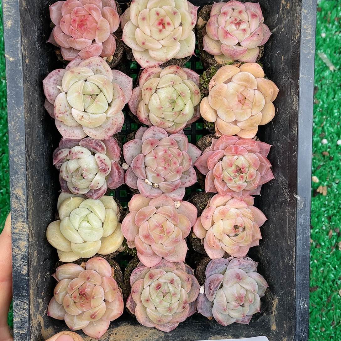 多肉一物一拍25-31