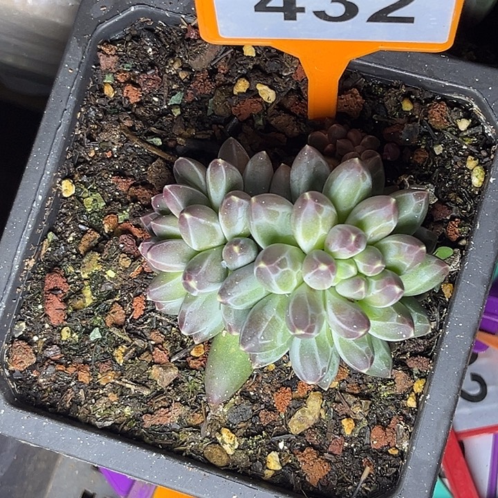 多肉植物申公豹432