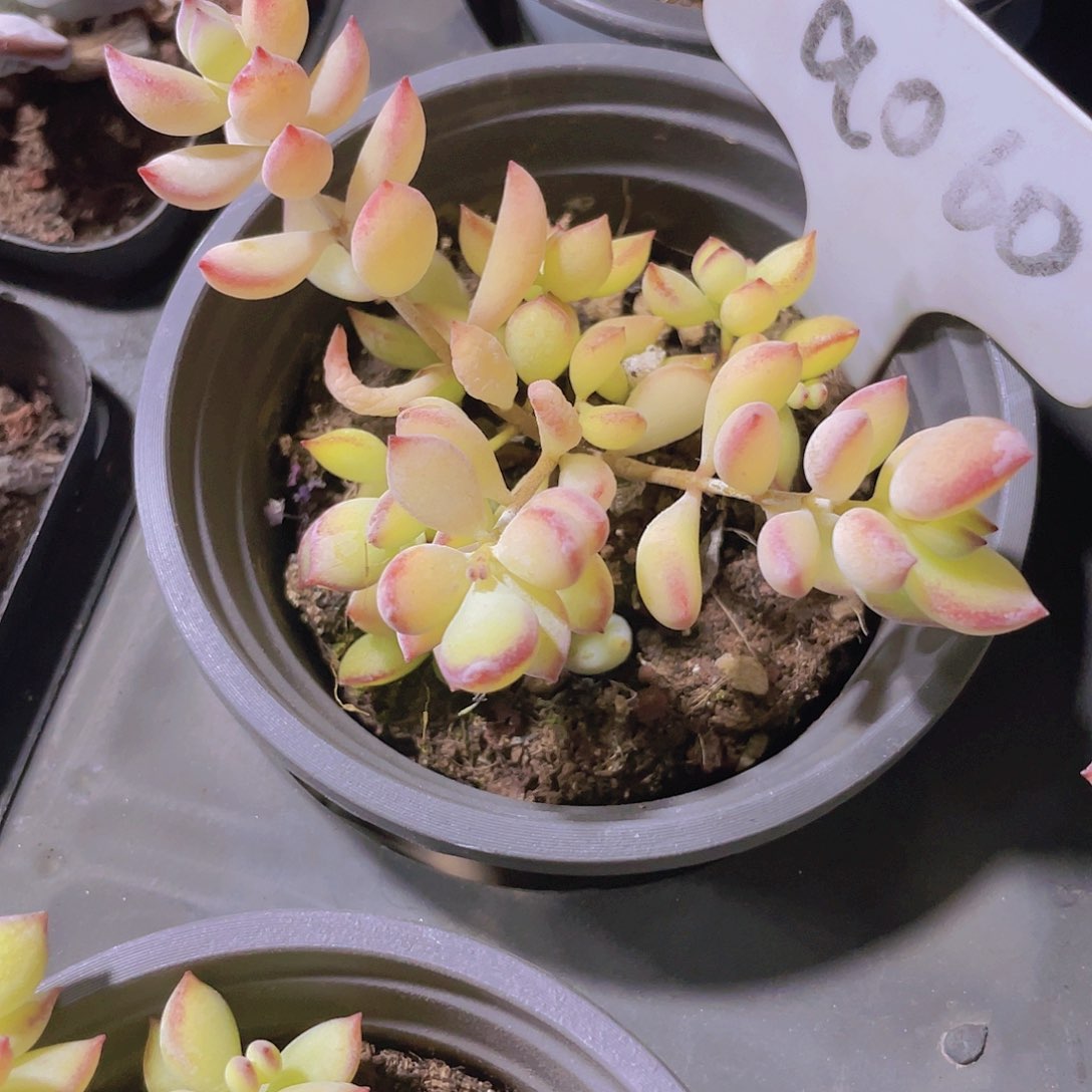 达摩福娘a060一物一拍