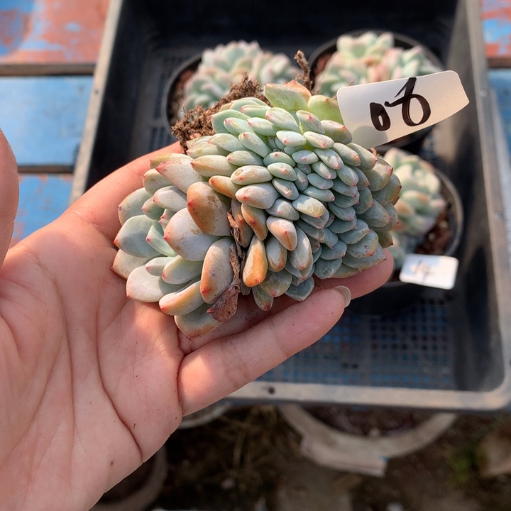 112606嗯嗯嗯额缀嗯嗯嗯嗯嗯好