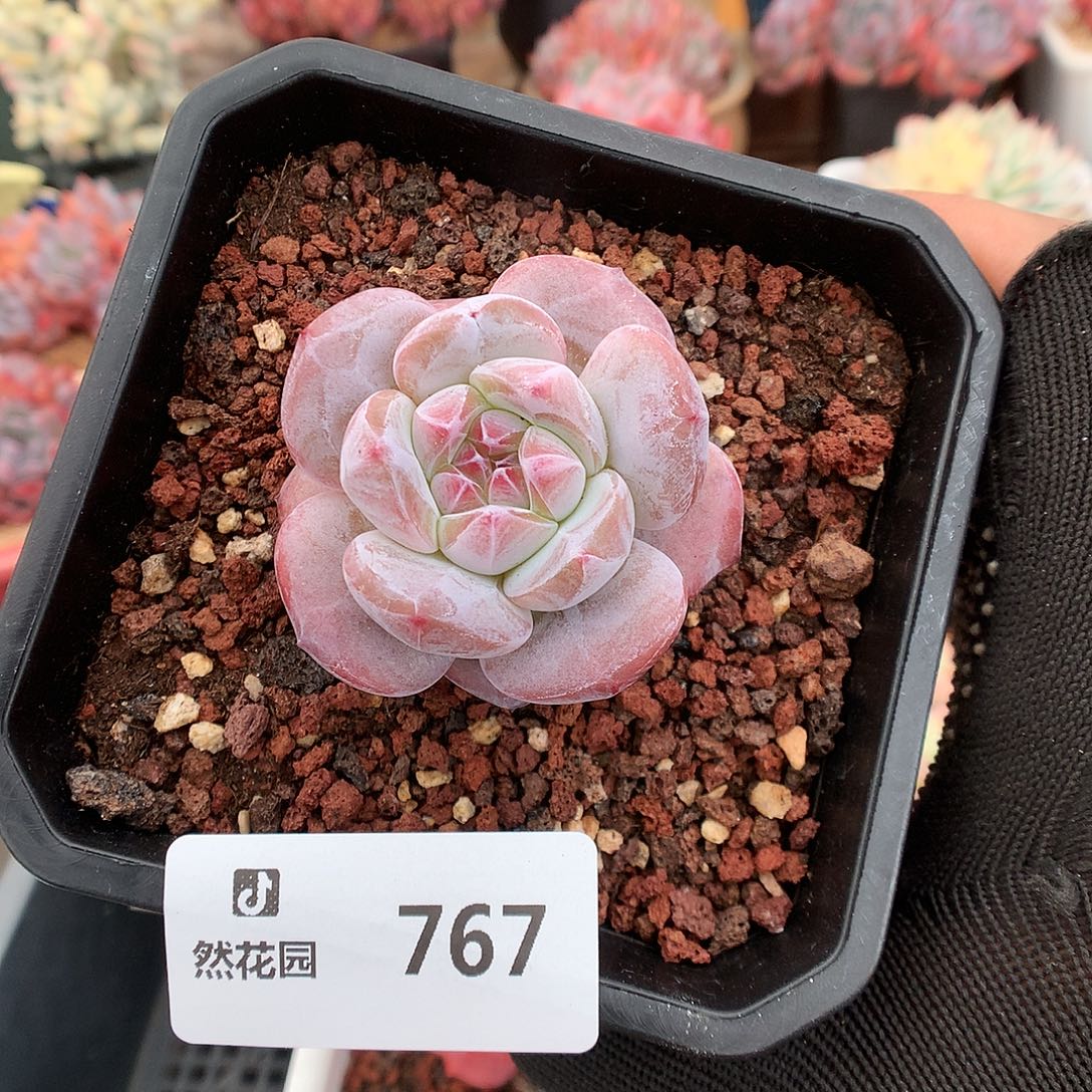 767星影多肉植物666
