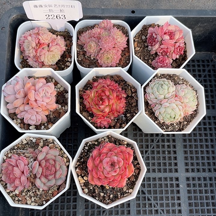 薇薇安园艺多肉2263