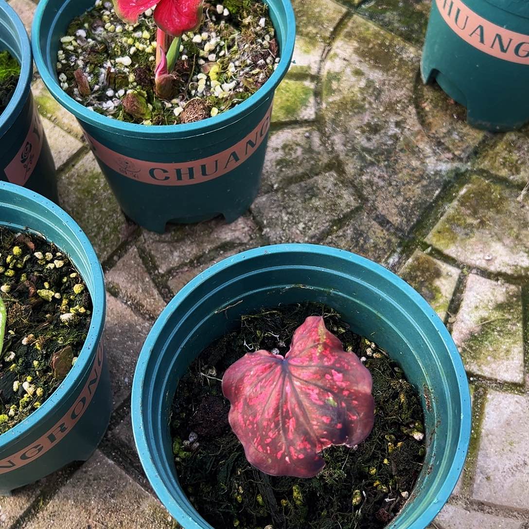 Y***g完全开放一物一拍0203