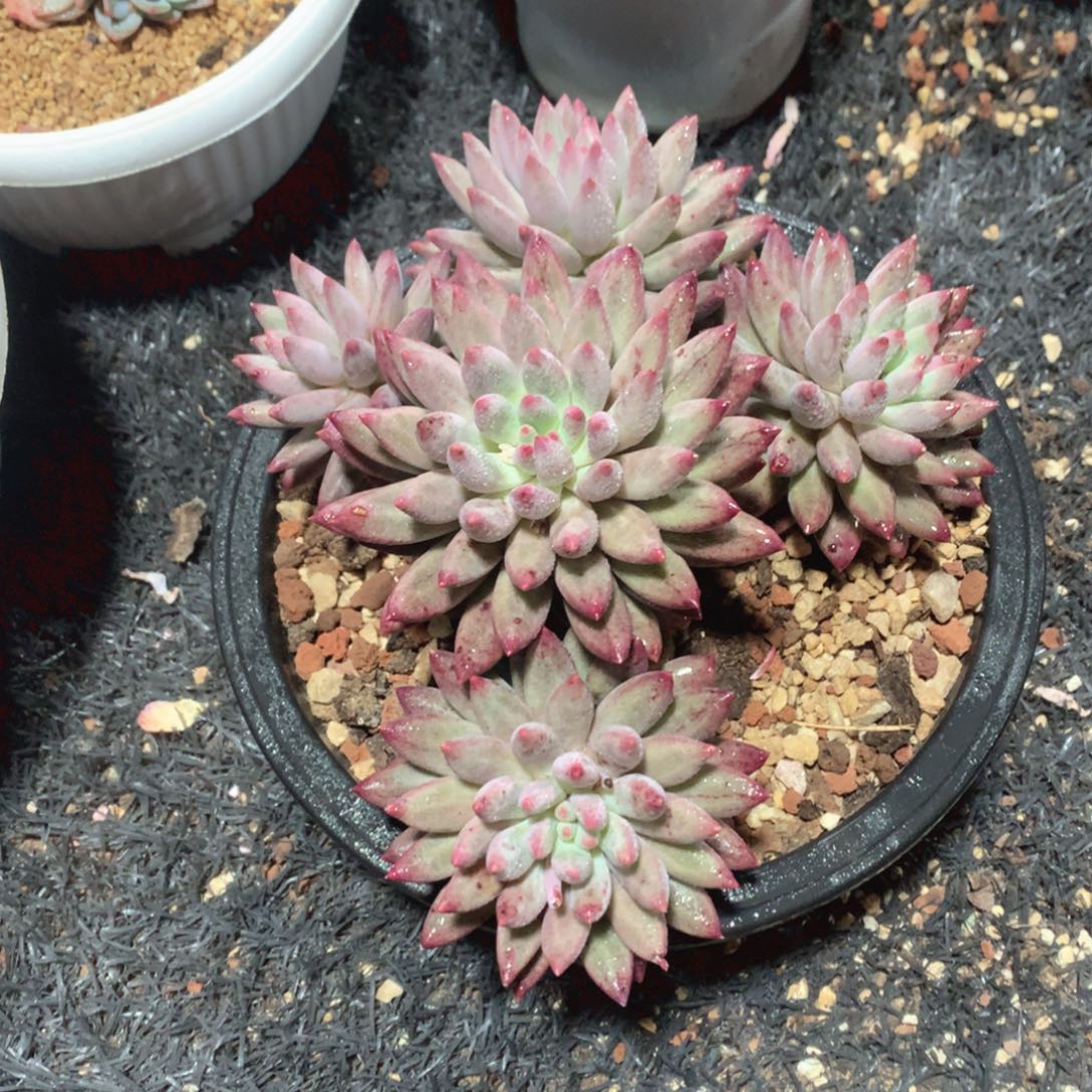 多肉植物多肉植物虞