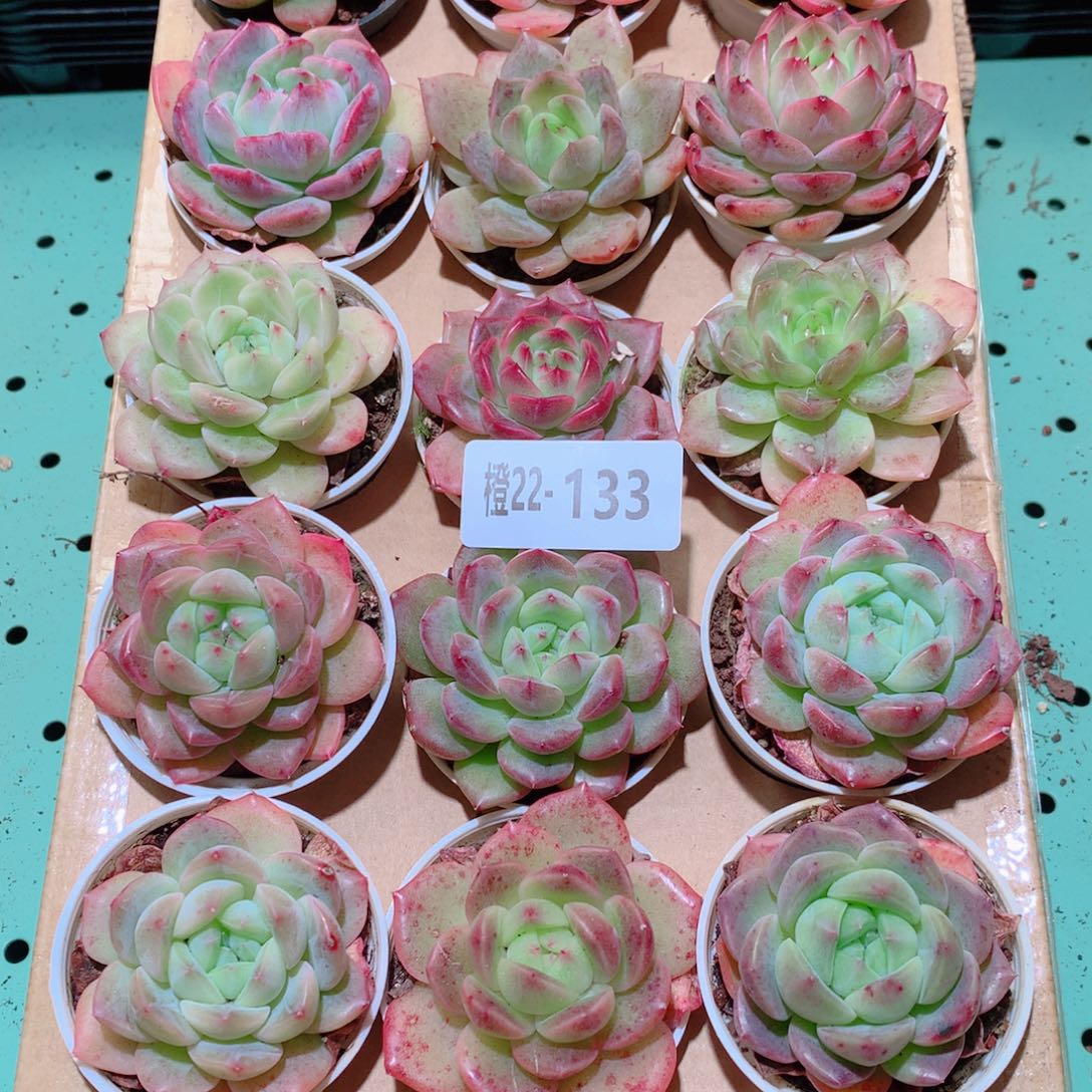 22-133一物一拍多肉带盆18颗