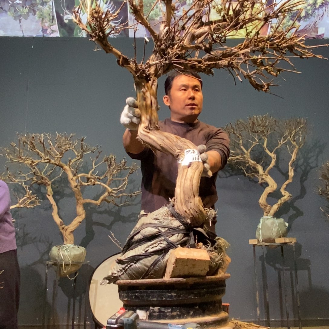 观***赏当前无花栽培后可以开花1168