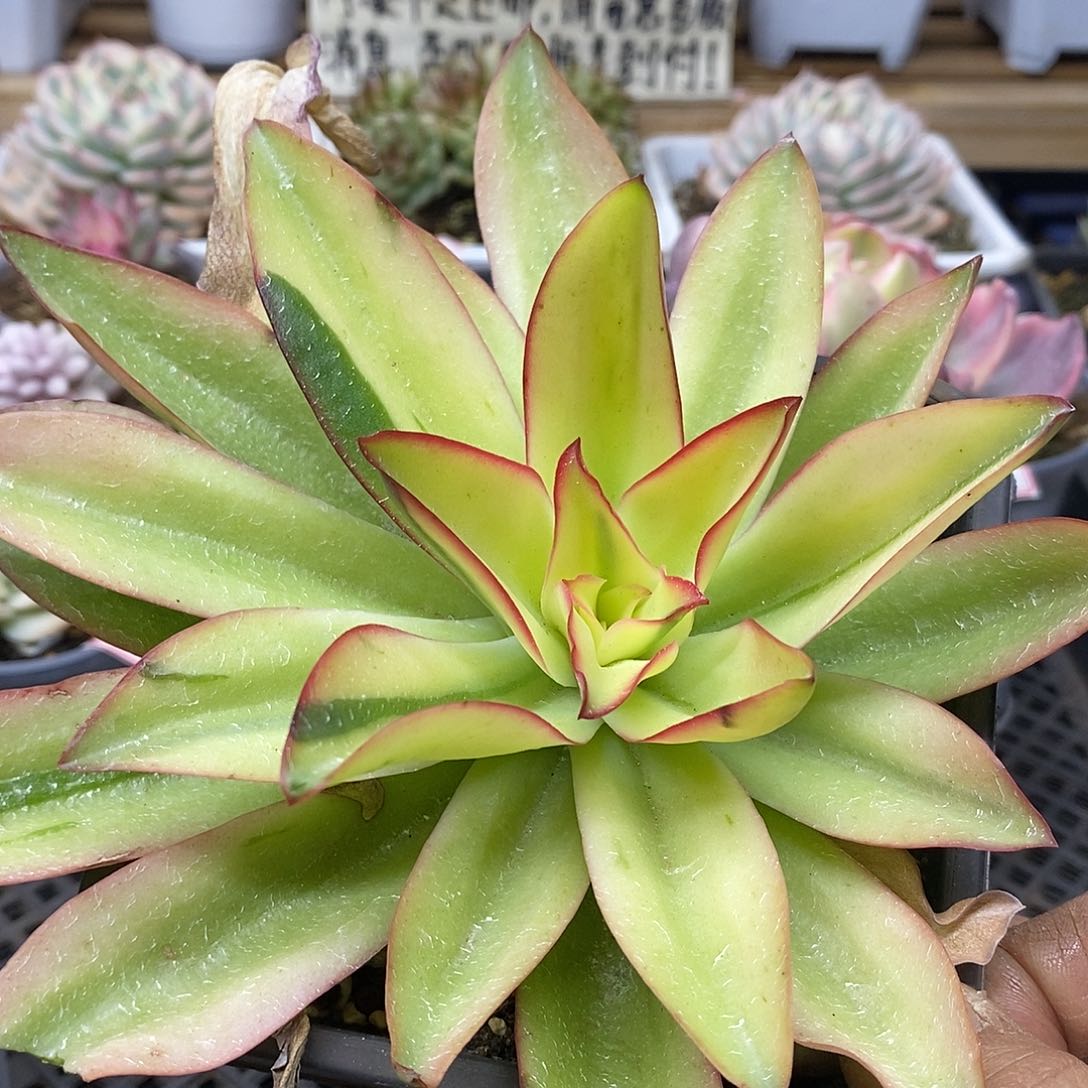 27103 大钢叶莲锦 需延时发货