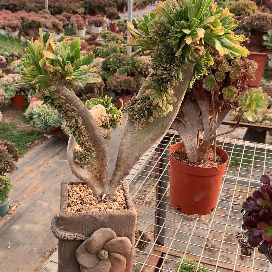 碧螺春缀化翅膀的