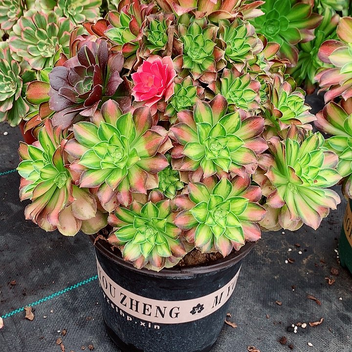 法师图片多肉植物少华