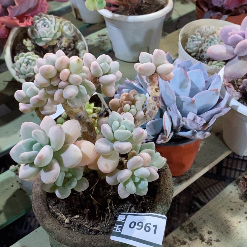 【闪购商品】香水洛神0961