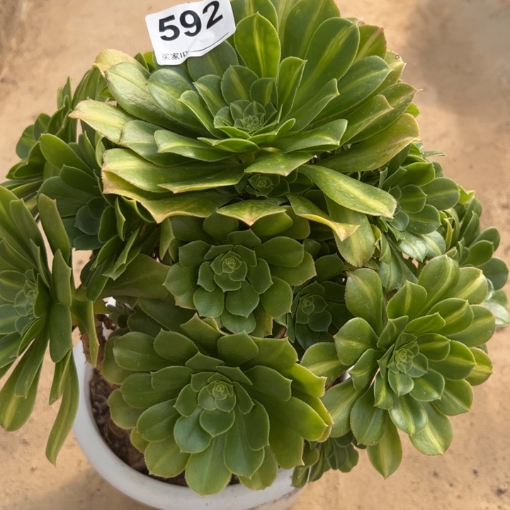 592翡翠琉璃多肉25厘米左右