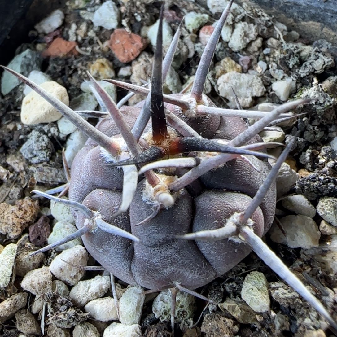 012实生守金摩天龙多肉