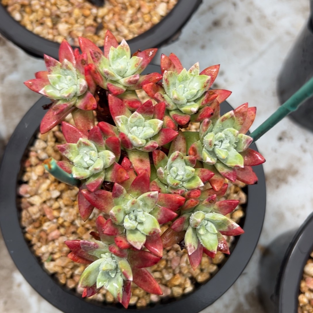 诺玛苹果叶～一物一拍97