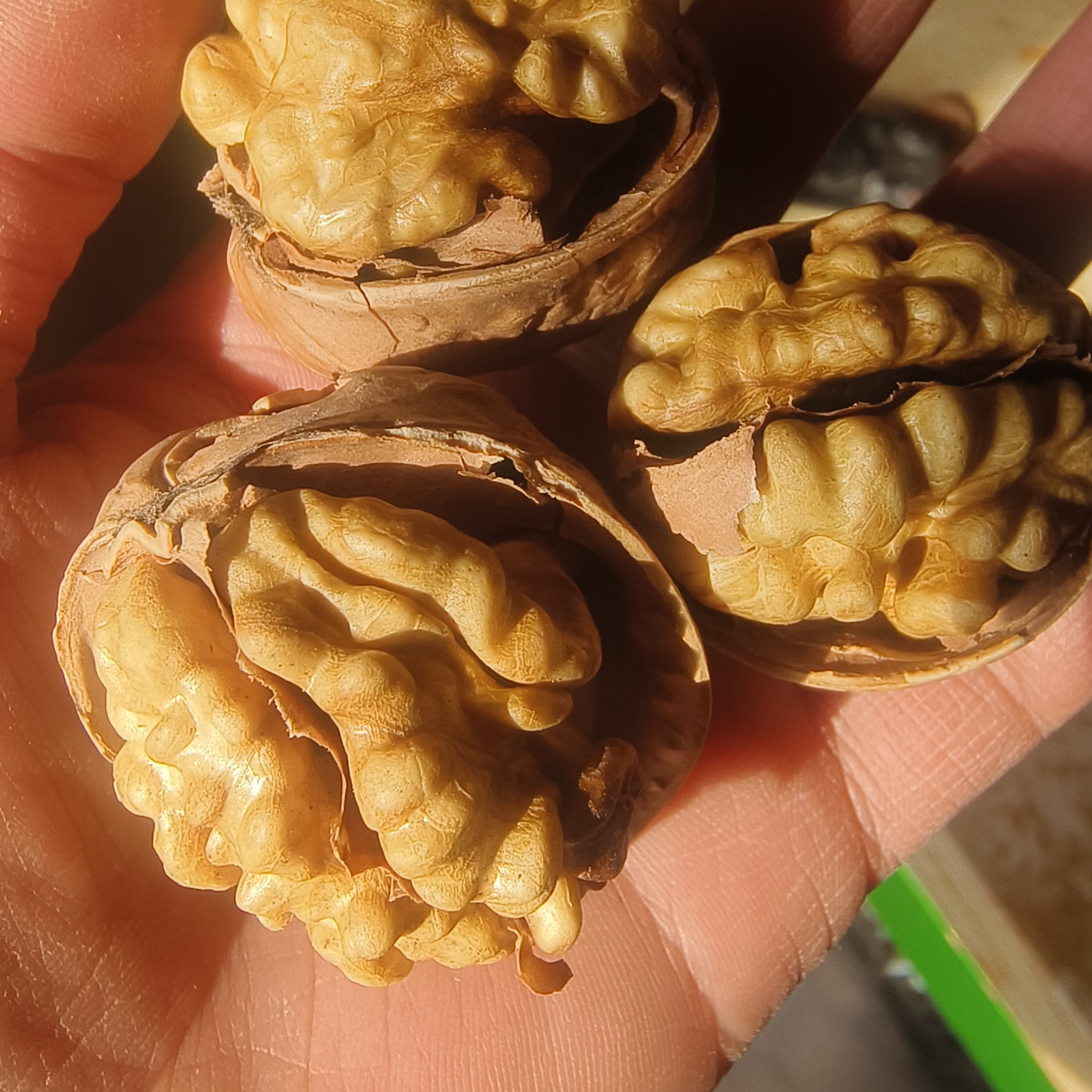 新疆185纸皮核桃未清洗未加工新疆特产香味浓郁皮薄