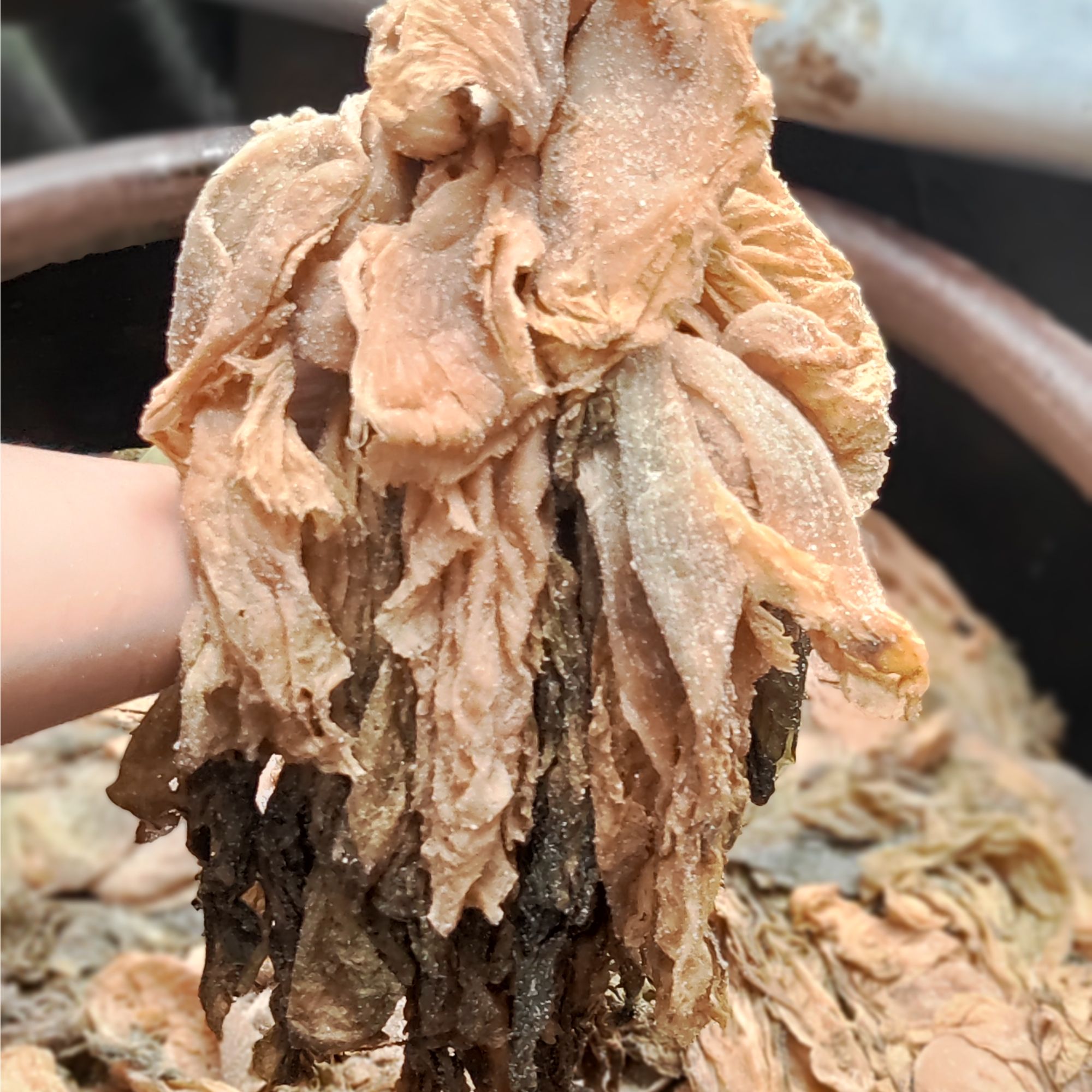 广西北流市六地坡梅菜特产传统古法手工腌制农户直供