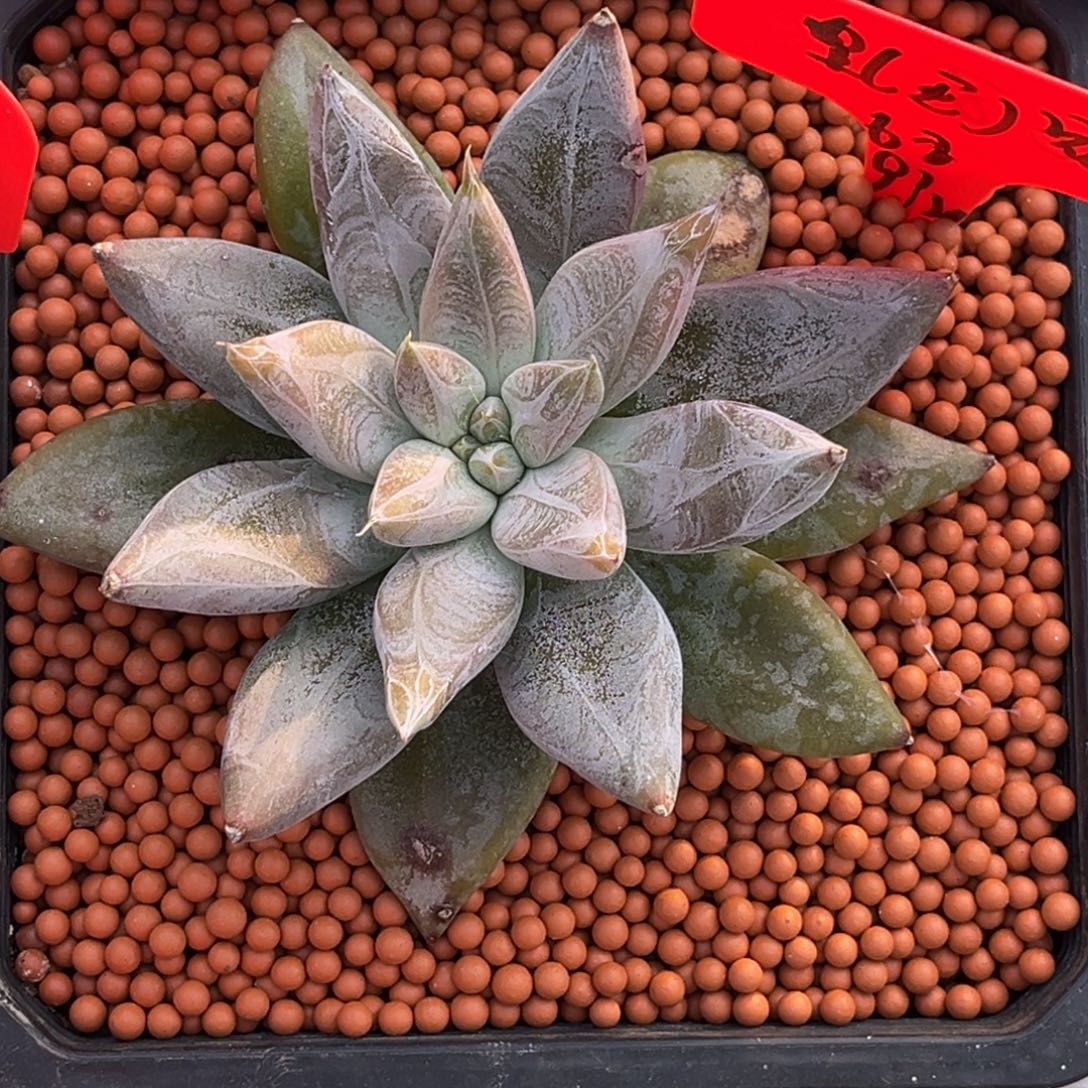****小姐姐的多肉植物群生多肉植物