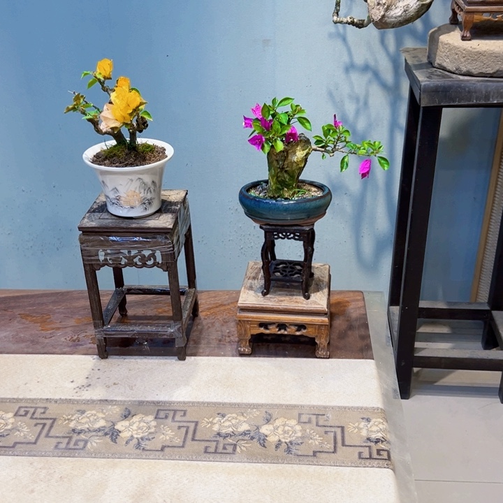 M***o完全开放小叶紫三角梅