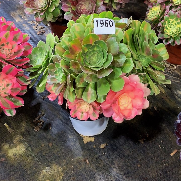 念*多肉女巫阴阳1960