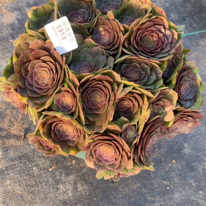 1313万圣节多肉植物