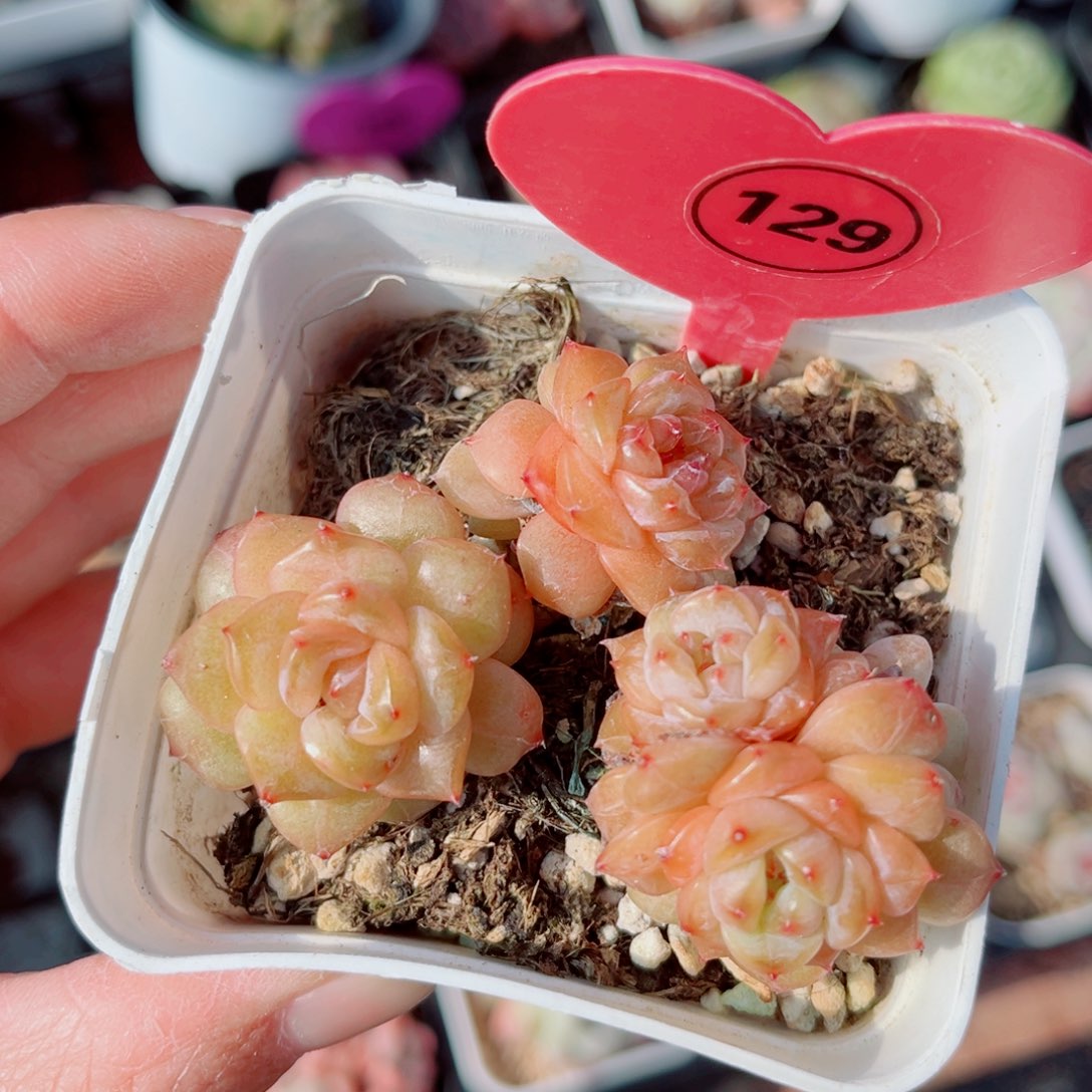 美***夕129号小老桩珍妮群