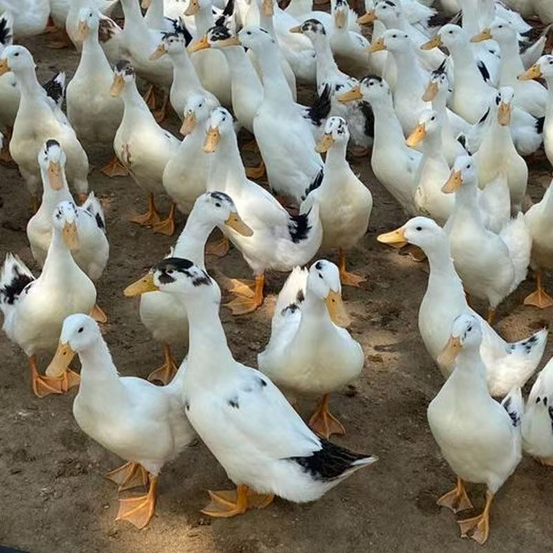 宠物鸭活体包邮到家