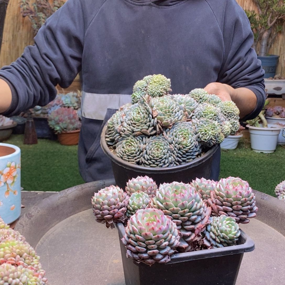 尕*C251 号白胖子多肉