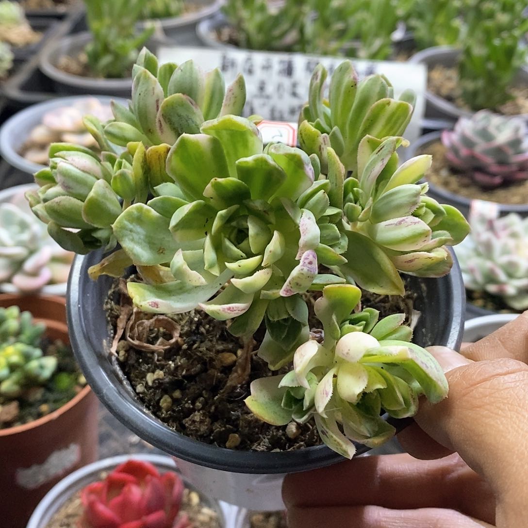 1732爱染锦多肉植物