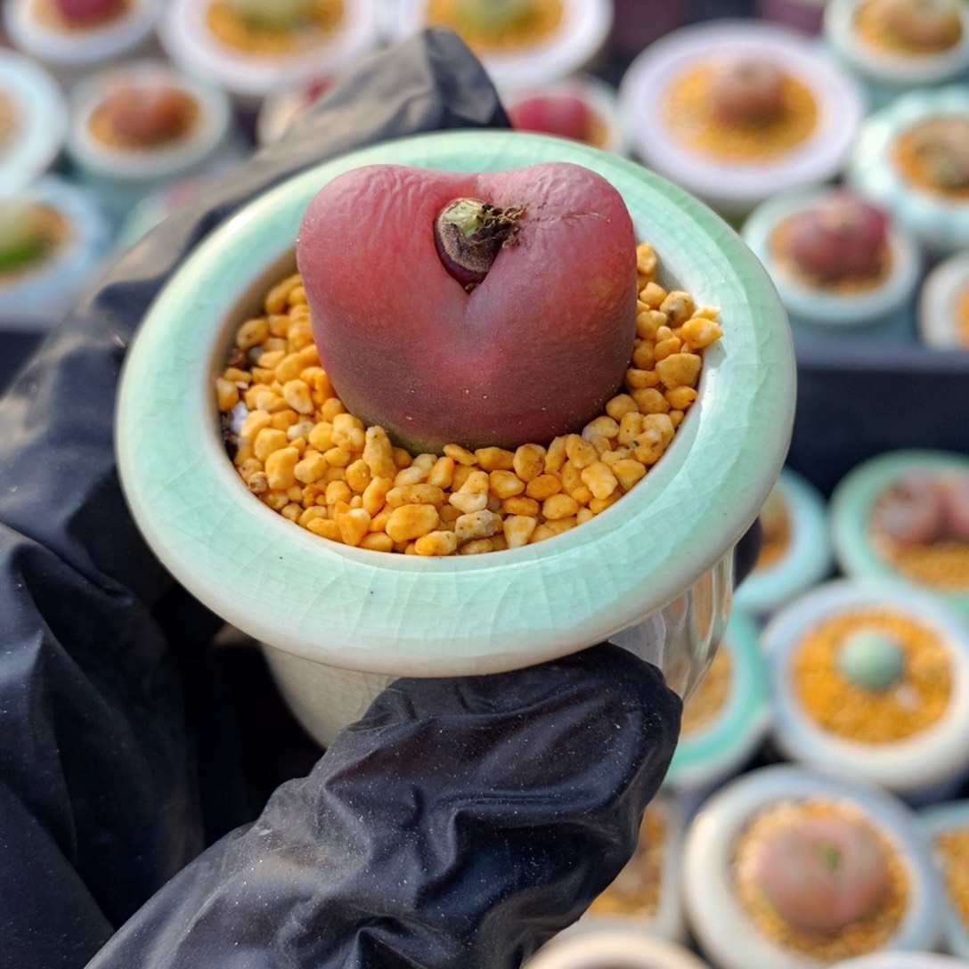 4923--一物一拍 带盆