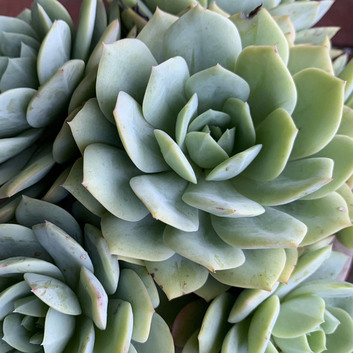 恋曲多肉老桩室内绿植净化空气