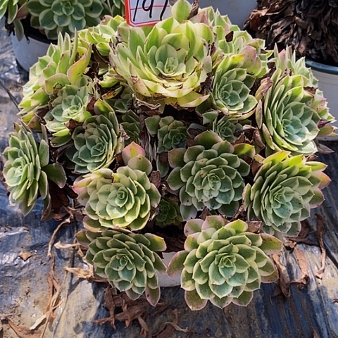 小***方海王老桩捧花191号