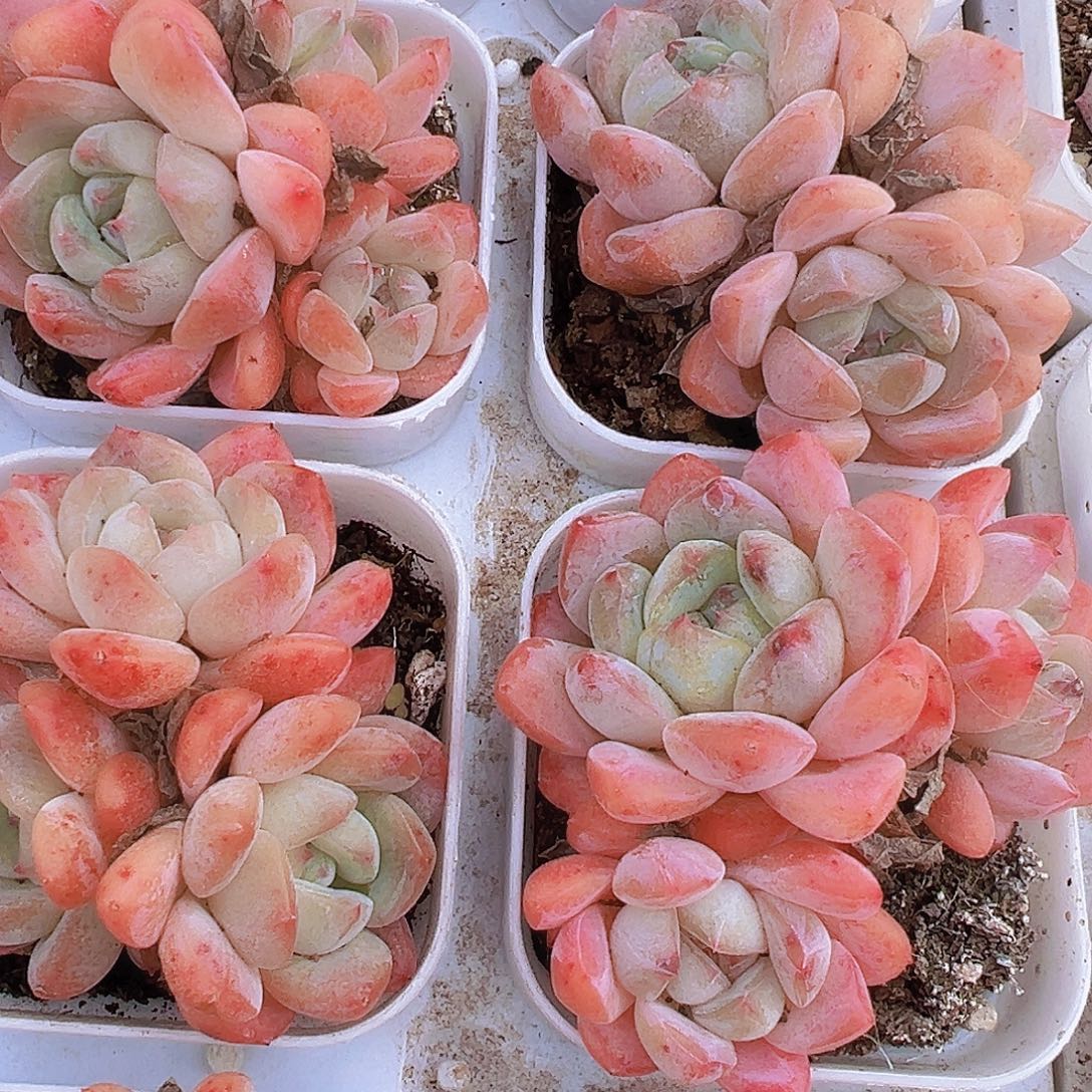 幻梦群19包邮多肉植物