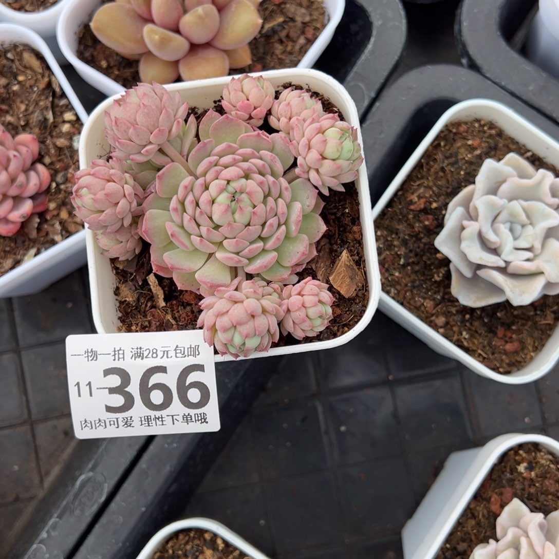 小粉梅多肉多肉多肉多肉